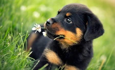 ¿Existen razas de perros más peligrosas que otras?