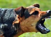 ¿Existen razas perros peligrosas otras?