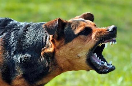 ¿Existen razas de perros más peligrosas que otras?