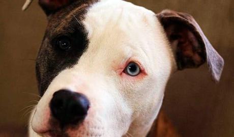 ¿Existen razas de perros más peligrosas que otras?