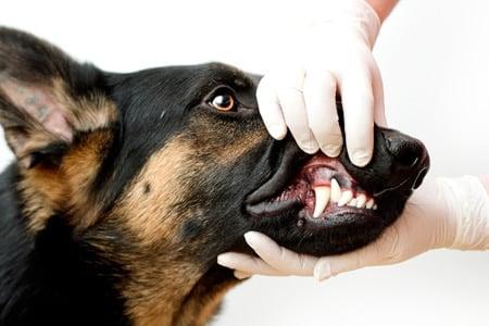 Cómo eliminar el mal aliento en un perro