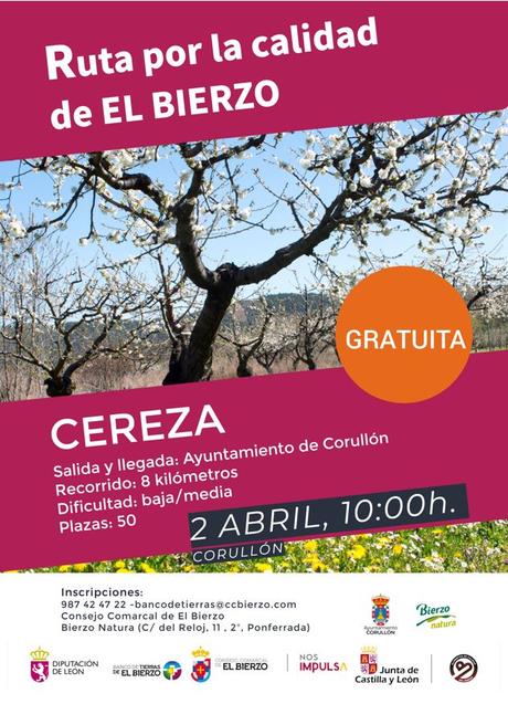 EL Consejo Comarcal abre la inscripción de la ruta de la cereza de este sábado 1 cerezas bierzo