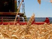 Organización Mundial Comercio pide países liberar reservas trigo