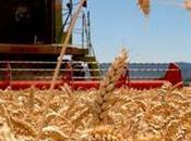 Organización Mundial Comercio pide países liberar reservas trigo