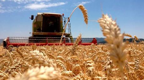 La Organización Mundial Comercio pide a países liberar reservas de trigo