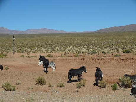 ARGENTINA: EL TREN A LAS NUBES EN SAN ANTONIO DE LOS COBRES ARGENTINA: EL TREN A LAS NUBES EN SAN ANTONIO DE LOS COBRES