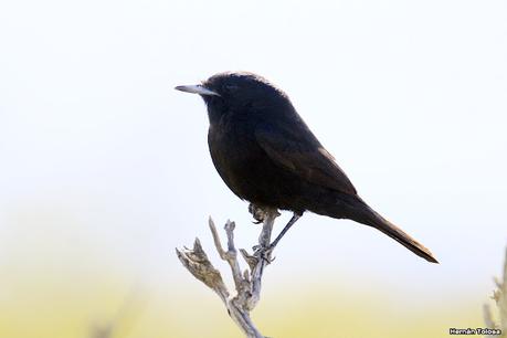 Viudita chica (Knipolegus hudsoni)