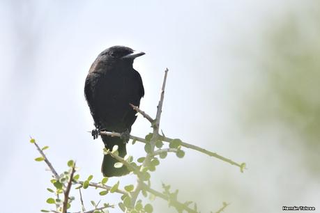 Viudita chica (Knipolegus hudsoni)