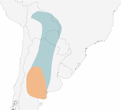 Viudita chica (Knipolegus hudsoni)