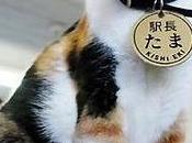 Master Tama, gato jefe estación ferroviaria Kishi Japón