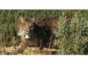 Liberado lince recuperado CREA Granada comarca cordobesa Guadalmellato