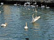 lago cisnes