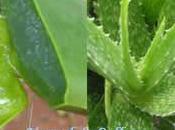 Cabello aloe