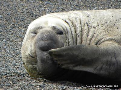 ARGENTINA: FAUNA MARINA DE PENINSULA VALDES