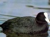 Laguna Primera Palos (Huelva) cuenta especies