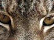 Lucid Lynx, Beta entre nosotros.