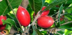 La fruta que vuelve dulce lo amargo