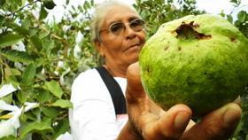 Salvadoreñas en lucha verde por seguridad alimentaria