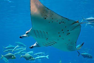 Georgia Aquarium: Cuando todo el mar cabe en una pecera