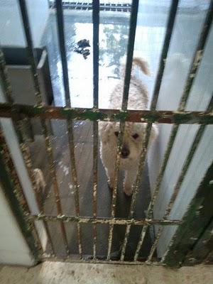 CANICHE EN PELIGRO DE SACRIFICIO!!! (SEVILLA)