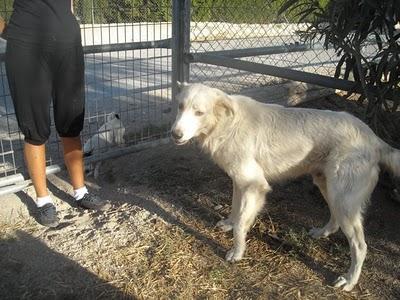 GOLDEN RETRIEVER QUE NO DAN COMER DUEÑOS. URGENTE!! (MURCIA)