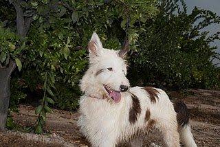 Gonzo, una palabra define a este cachorro ESPECTACULAR