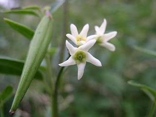 Vencetósigo,ideal para golpes,contusiones e inchason Vencetósigo,ideal para golpes,contusiones e inchason