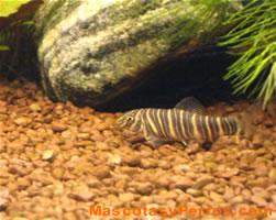 fotos peces Botia Cebra 