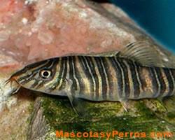 fotos peces Botia Cebra 