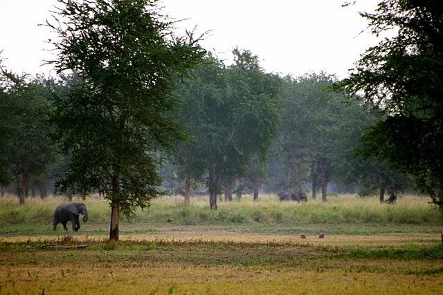 Parque Nacional de Gorongosa