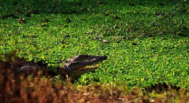 Parque Nacional de Gorongosa