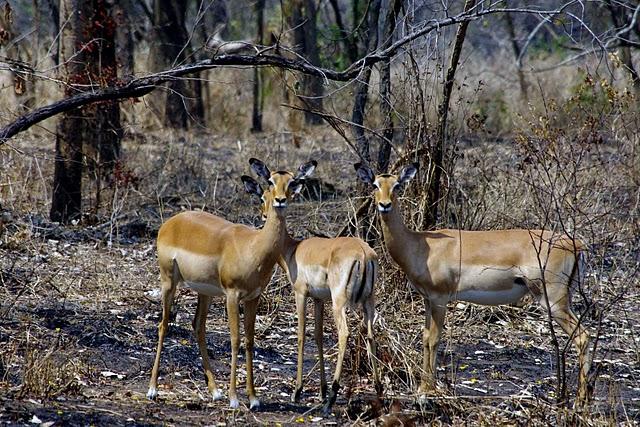 Parque Nacional de Gorongosa