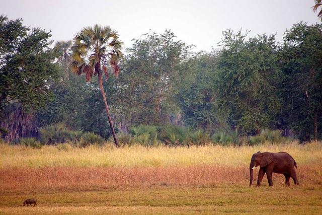 Parque Nacional de Gorongosa