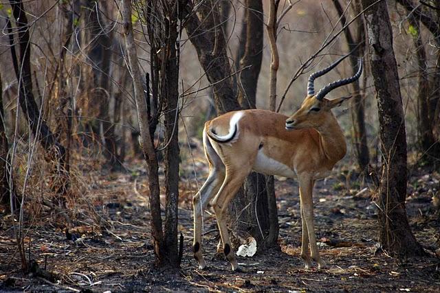 Parque Nacional de Gorongosa