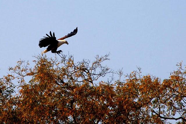 Parque Nacional de Gorongosa