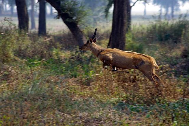 Parque Nacional de Gorongosa