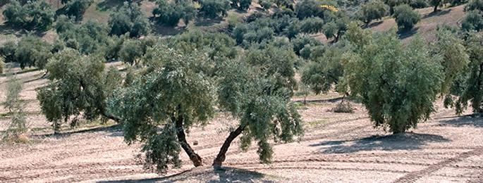 Hojiblanca...porque no todos los aceites de oliva son iguales....