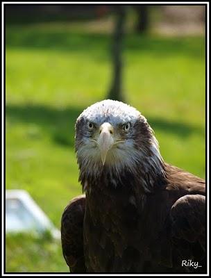 Rapaces de Cabarceno