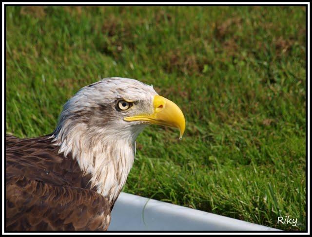 Rapaces de Cabarceno