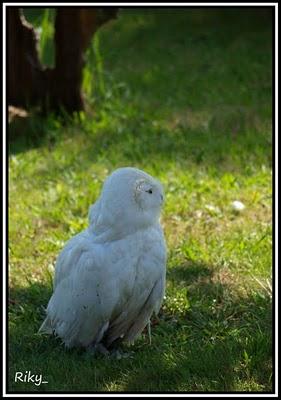 Rapaces de Cabarceno