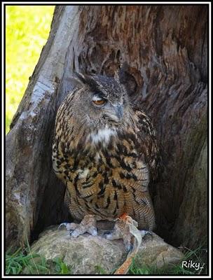 Rapaces de Cabarceno