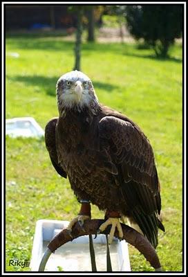 Rapaces de Cabarceno