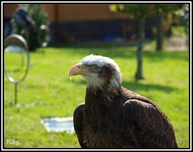 Rapaces de Cabarceno