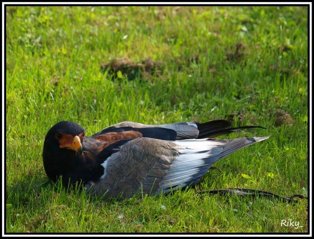 Rapaces de Cabarceno