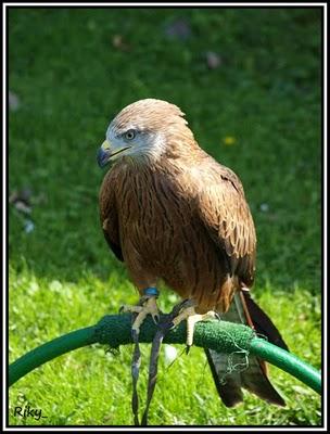 Rapaces de Cabarceno