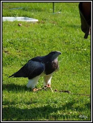 Rapaces de Cabarceno