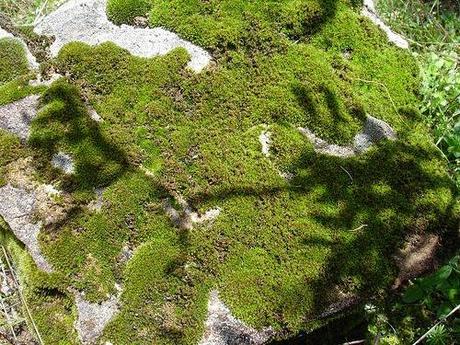 Musgo, esencia natural de nuestro Eau de Parfum