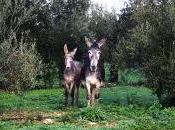 Platero (fragmentos)