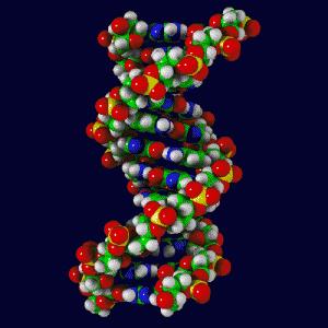 ADN, la molécula más bonita del mundo