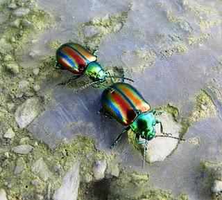 Escarabajos de colores